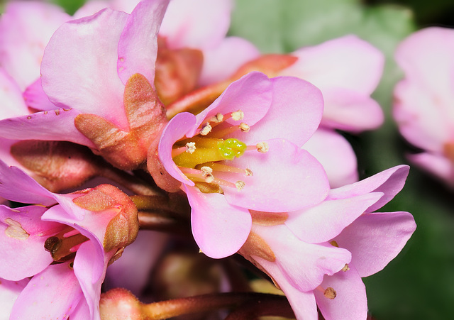 Bergenia