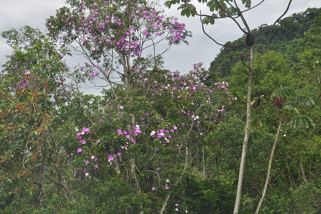 DSC 0029 arbre à fleurs violettes, nom ?