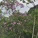 DSC 0029 arbre à fleurs violettes, nom ?