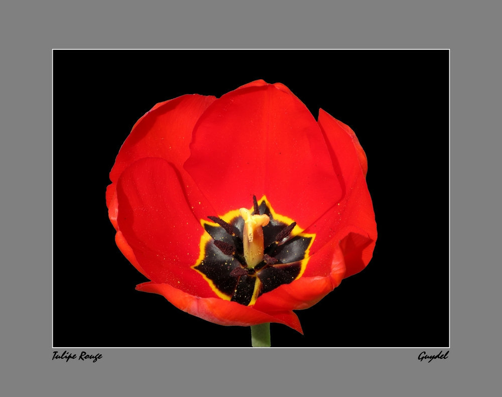 Tulipe Rouge de 2011