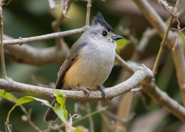 Black Crested Titmouse