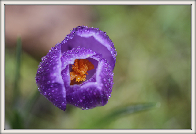 Crocus