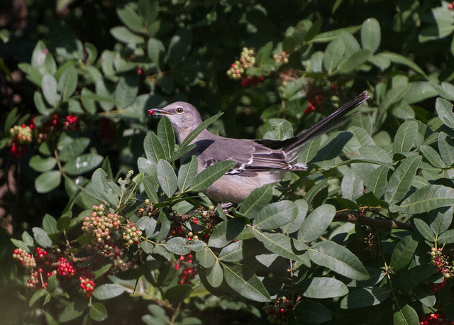 Northern Mockingbird