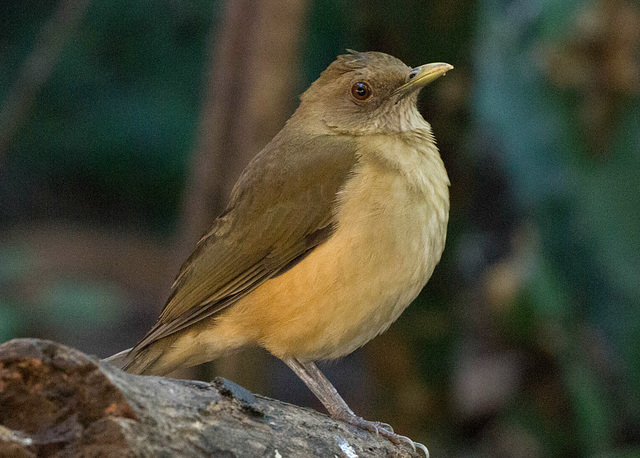 Clay Colored Thrush