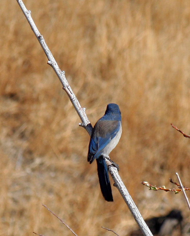 Bird in Big Morong Canyon (2423)