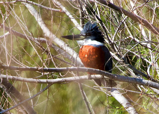 Ringed Kingfisher