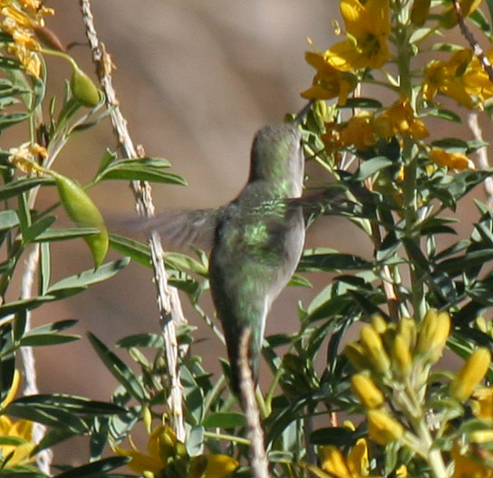 Hummingbird in Big Morongo Canyon (2407