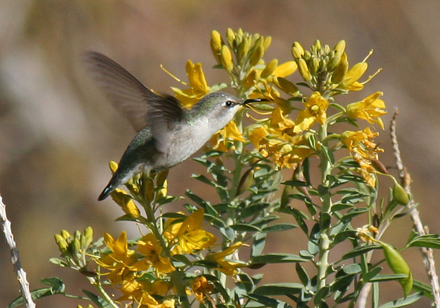 Hummingbird in Big Morongo Canyon (2408)