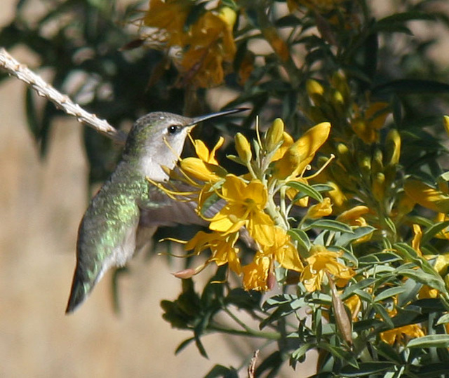 Hummingbird in Big Morongo Canyon (2415)