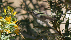 Hummingbird in Big Morongo Canyon (2417)