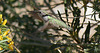 Hummingbird in Big Morongo Canyon (2418)
