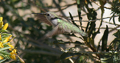 Hummingbird in Big Morongo Canyon (2418)