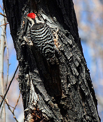 Woodpecker in Big Morongo Canyon Preserve (2402)