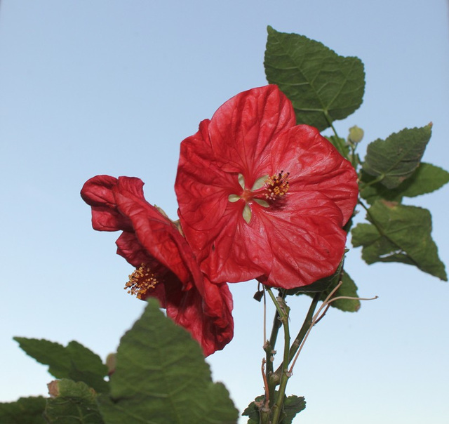 Abutilon hybride (4)