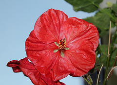 Abutilon hybride (5)