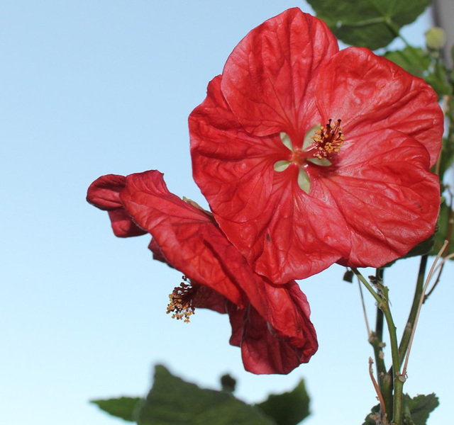 Abutilon hybride (7)