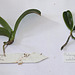 Keiki de Phalaenopsis