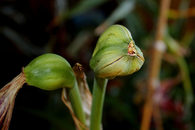 capsule mûre et déhiscente d'Hippeastrum (2)