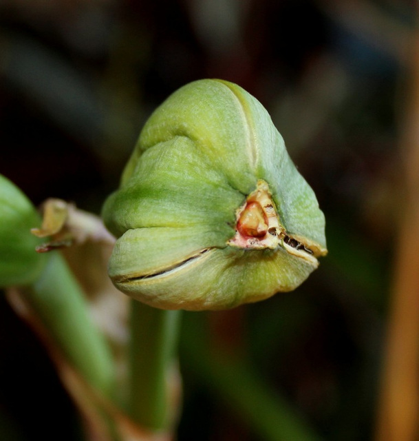 capsule mûre et déhiscente d'Hippeastrum (3)