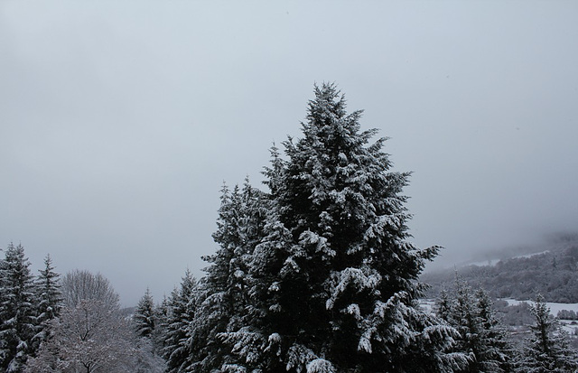 les sapins