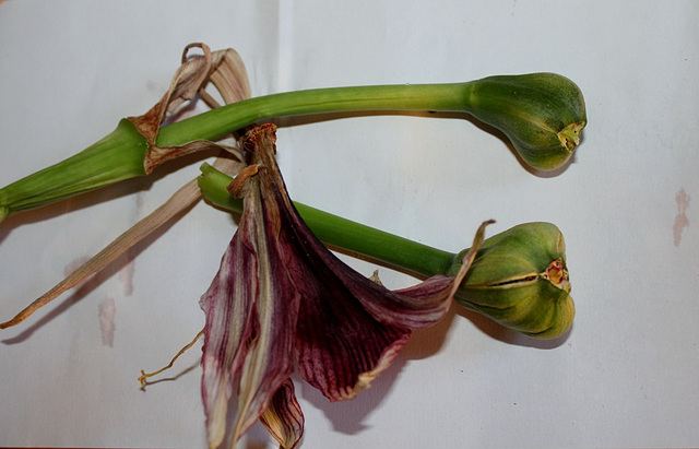 Capsules mûres et déhiscentes d'Hippeastrum