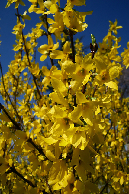 Forsythia