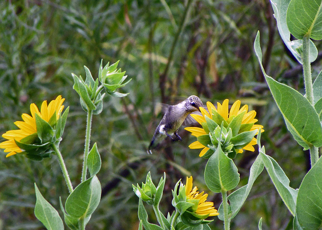 Hummingbird