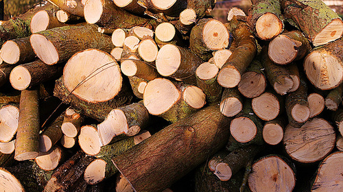 des rondins de bois