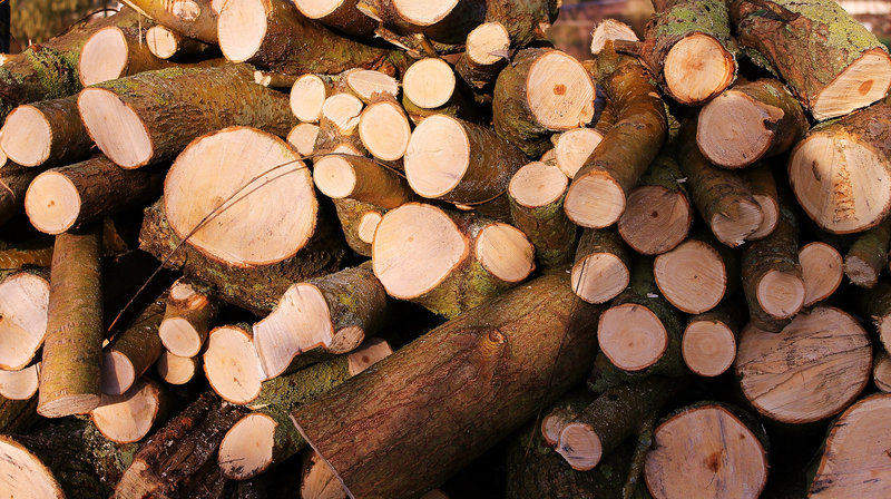 des rondins de bois