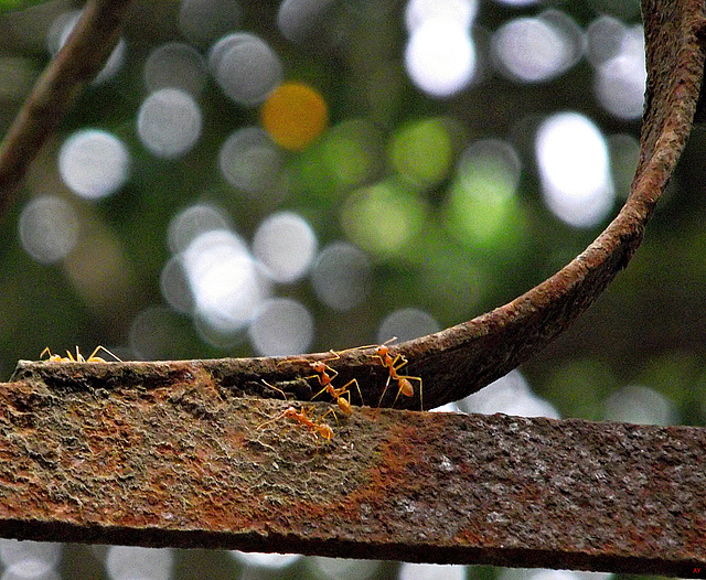 Ants at Airlines