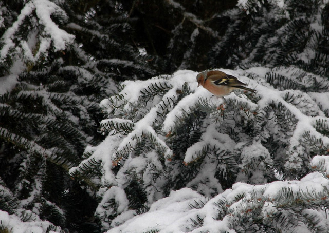 Pinson des arbres