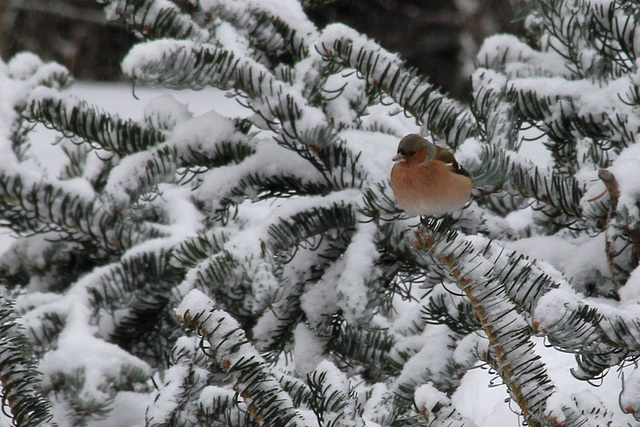 Pnson des arbres