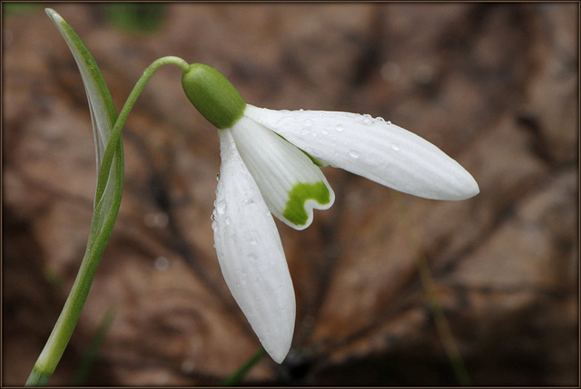 Perce-neige