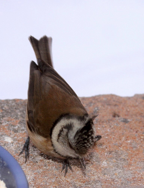 Mésange huppée