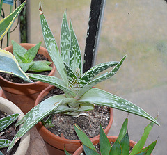 aloe variegata DSC 0224