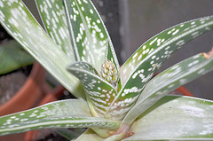 aloe variegata DSC 0226