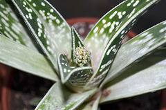 aloe variegata DSC 0233