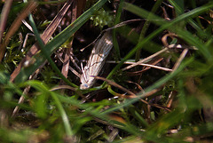 20110826 6456RAw Kleinschmetterling