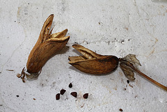 Capsules et graines d'Iris barbu (2)