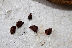Capsules et graines d'Iris barbu (3)