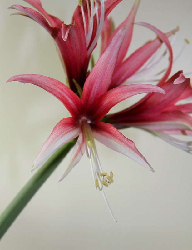 Hippeastrum 'reggae'