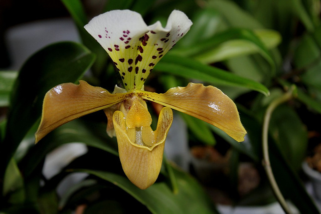 Paphiopedilum