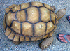 Tortoise (1915)