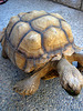 Tortoise (1918)