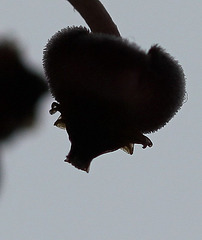 Hoya tsangii-