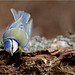 frémissement bleu....de la mésange