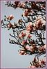 BRANCHE DE MAGNOLIA ***