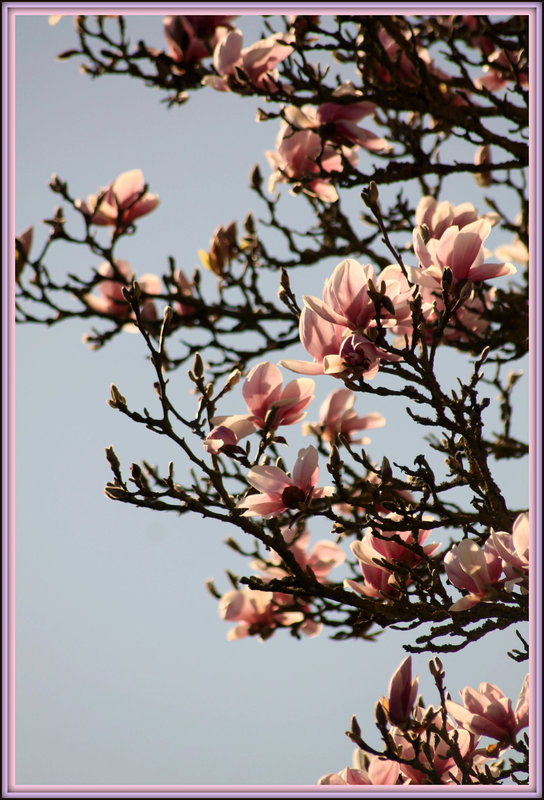 BRANCHE DE MAGNOLIA ***