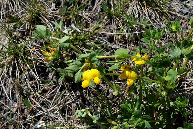 Lotier -Lotus corniculatus