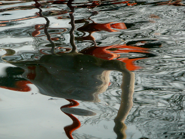 Reflexionen - Zoo Dresden - reflektoj -